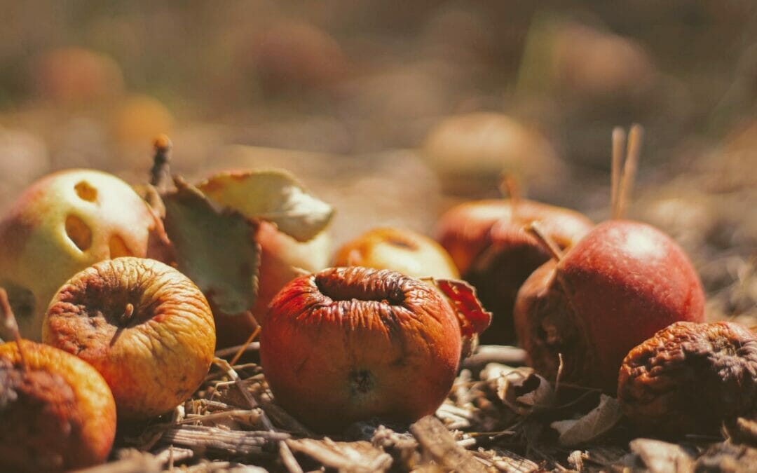 Champions 12.3 – Fighting to Reduce Food Waste