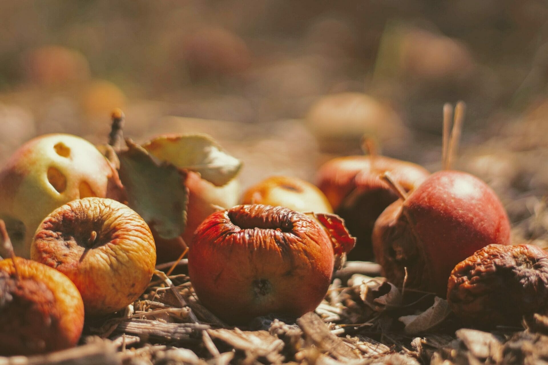 Partially rotten apples lay on leafy ground