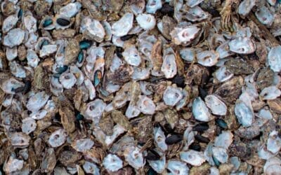 Case Study on Reducing Seafood Industry Food Waste