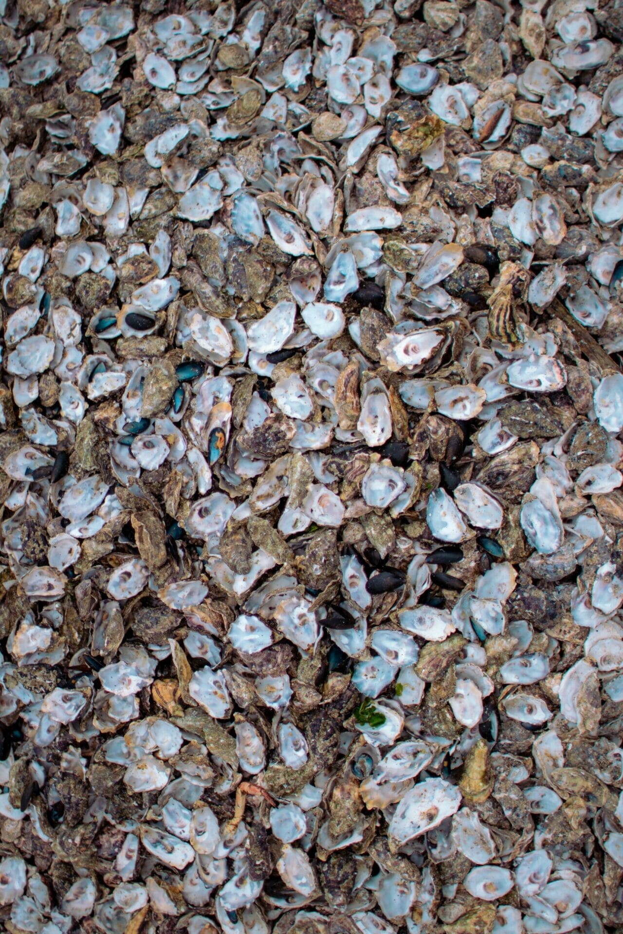 Surface covered in shucked oyster and mussel shells