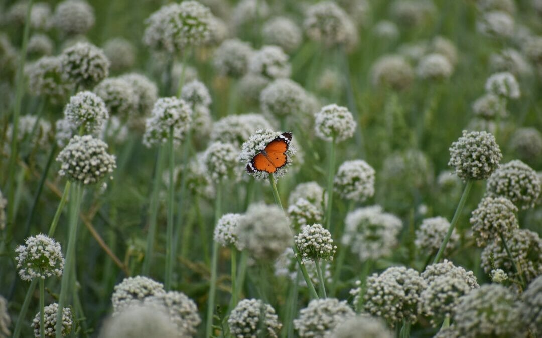 Working Together for Biodiversity