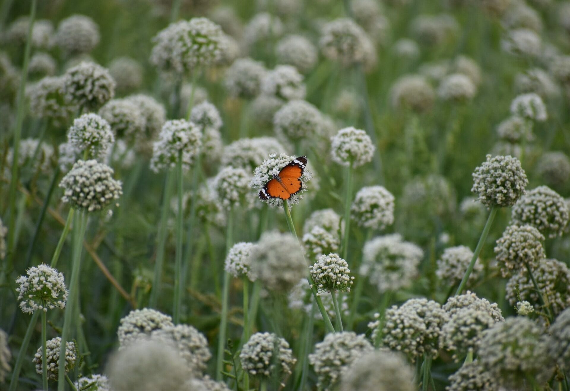 Wild flower meadow with butterfly
