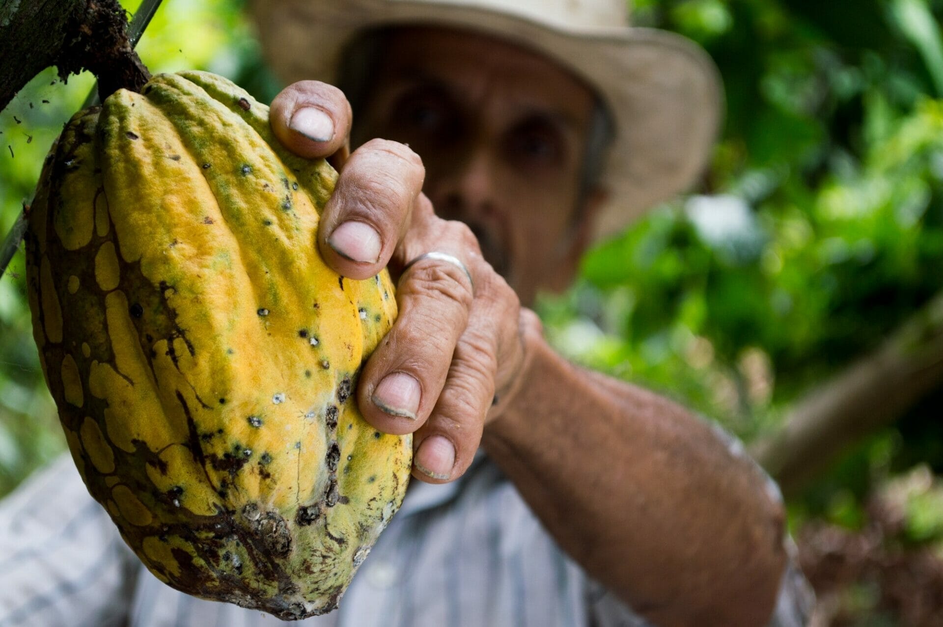 Farmer harvesting a whole cocoa fruit