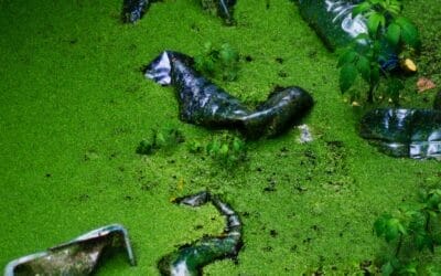 The World’s Plastic Pollution Crisis Explained