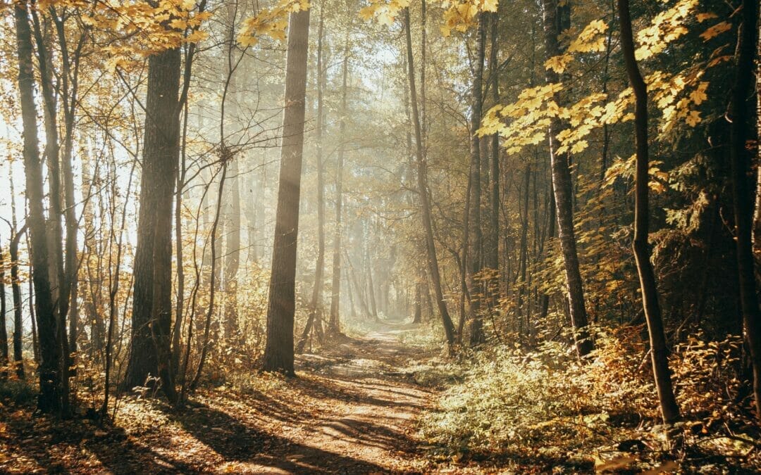 Natural Capital Accounting