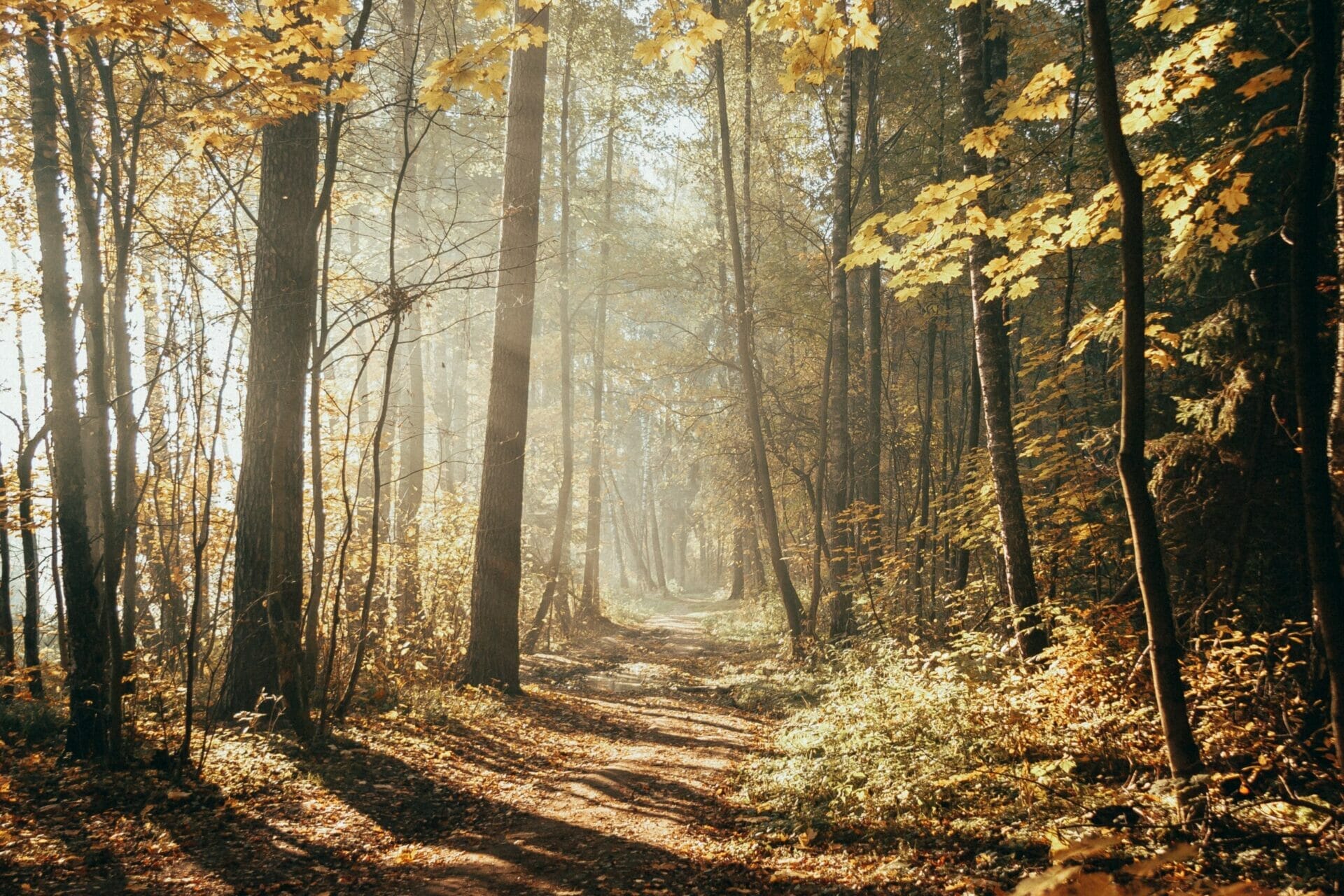 Forest view with tall trees and sunlight beams in the distance