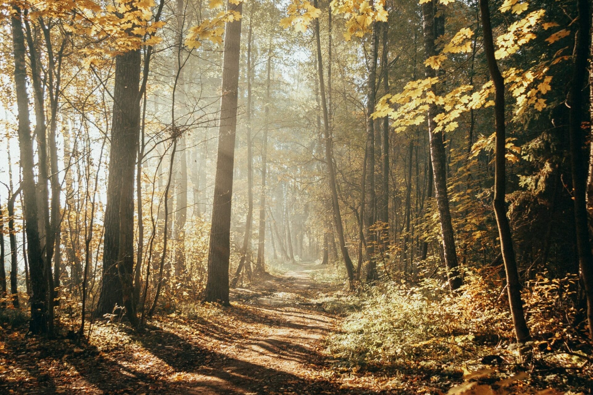 natural capital accounting Forest view with tall trees and sunlight beams in the distance
