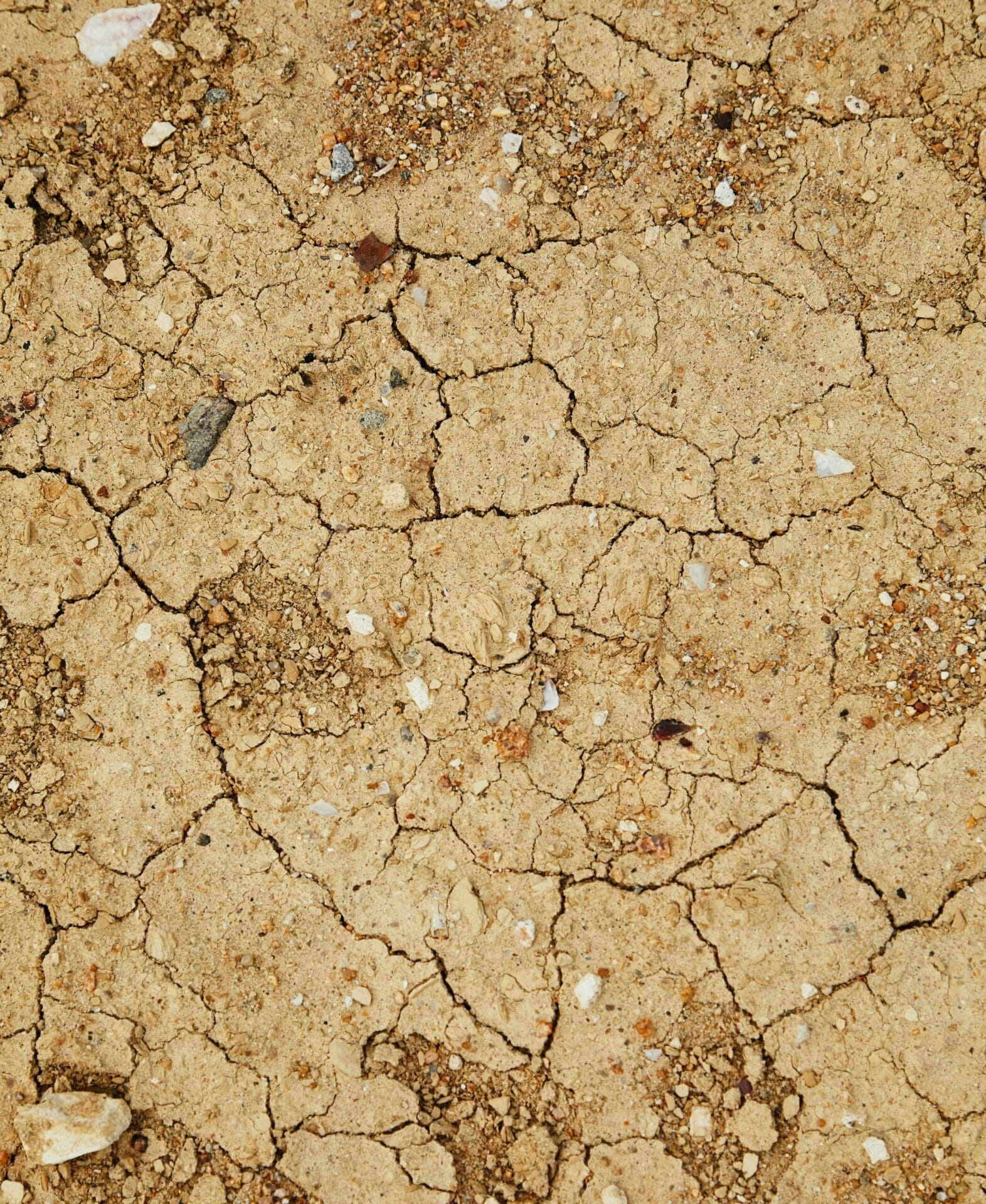 Dry cracked earth surface
