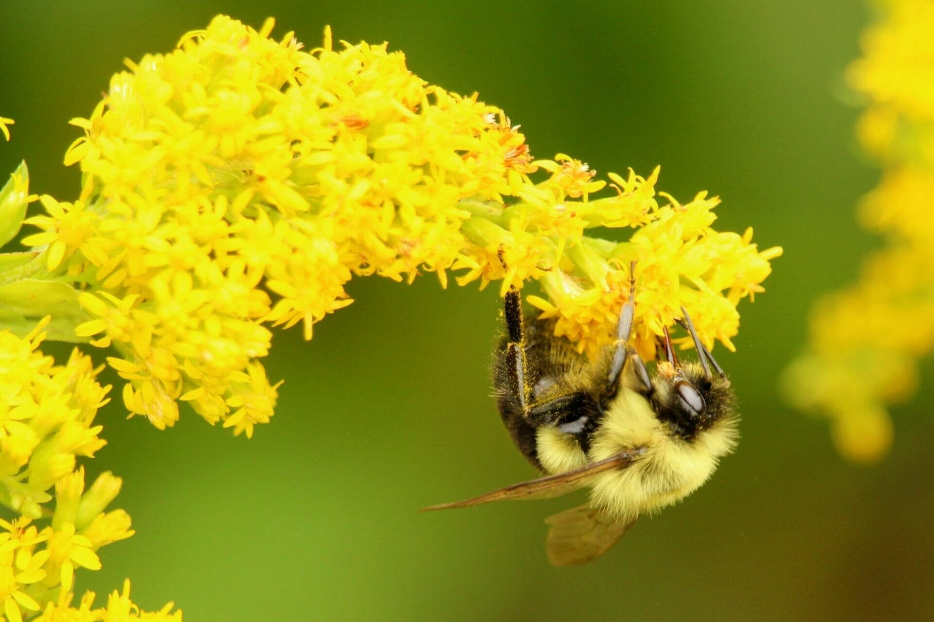 Yellow flowering plant with feeding bee