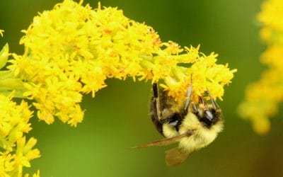 The All-Ireland Pollinator Plan