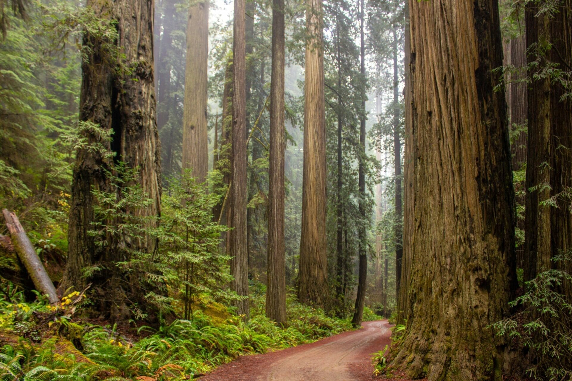 Forest of tall trees with path