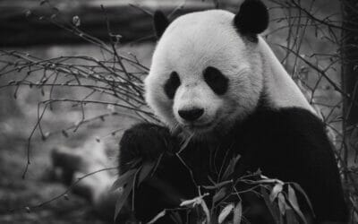 WWF – Emission Possible