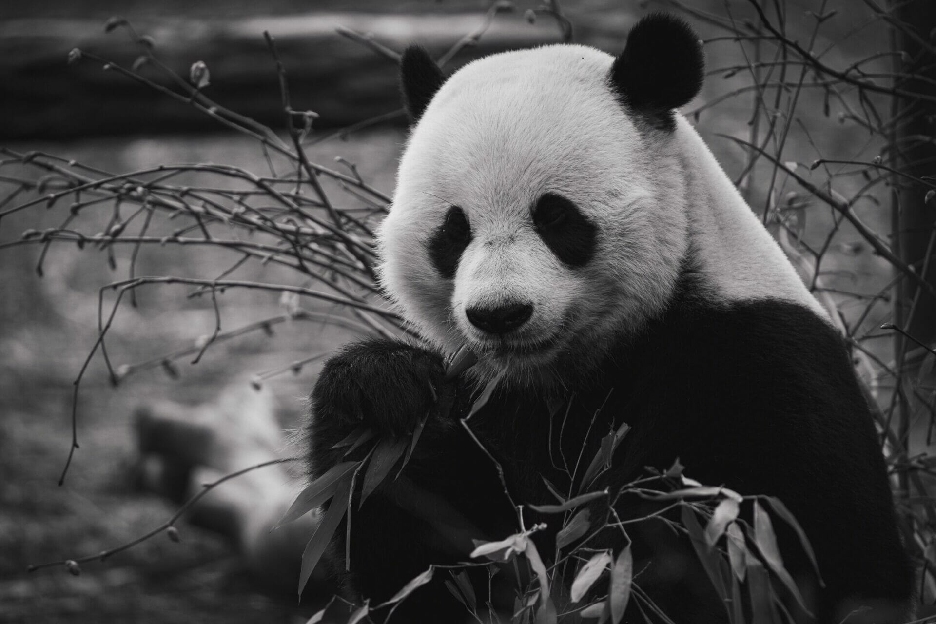 Panda eating bamboo